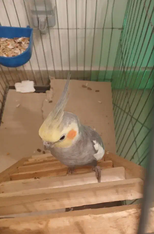 عروس هلندی جفت|پرنده|تهران, اوقاف|دیوار