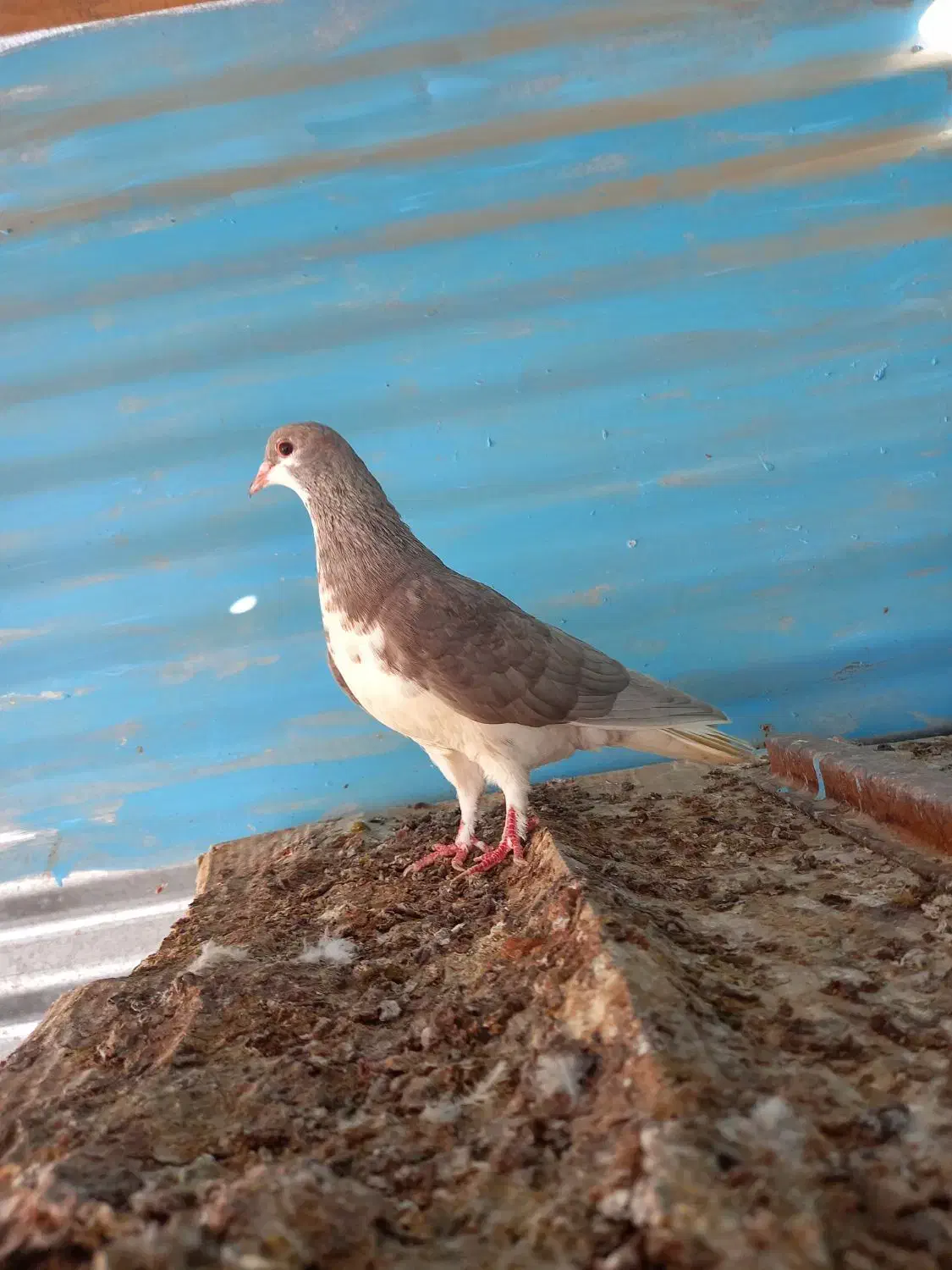 کبوتر خوشرنگ. شهری|پرنده|شبانکاره, |دیوار