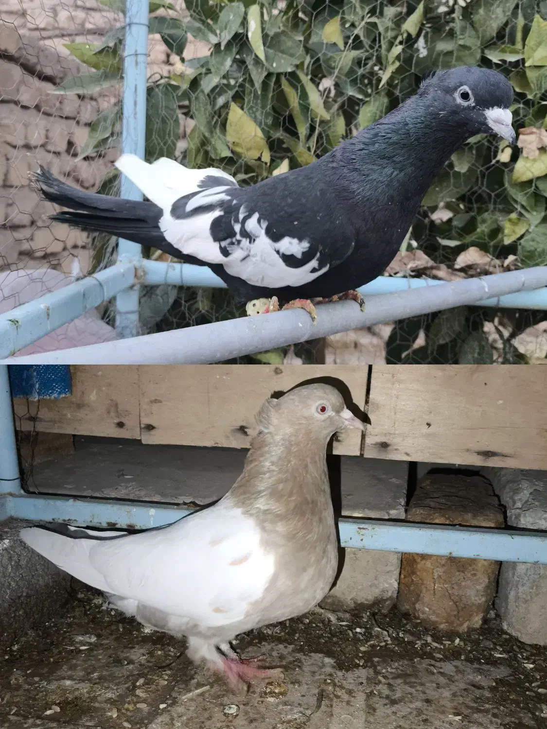 کبوتر|پرنده|مرودشت, شهرک مهدیه|دیوار