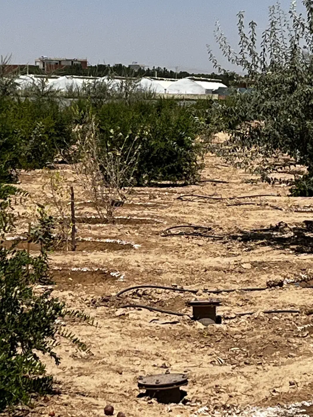 زمین کشاورزی|فروش زمین و ملک کلنگی|حبیب آباد, |دیوار