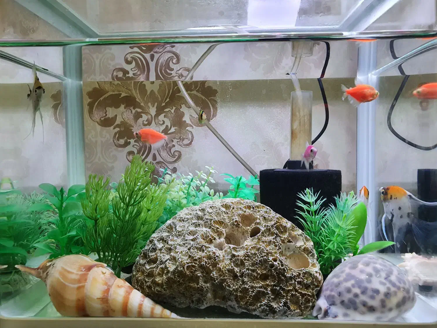 آکواریوم ماهی|ماهی|بندرعباس, |دیوار