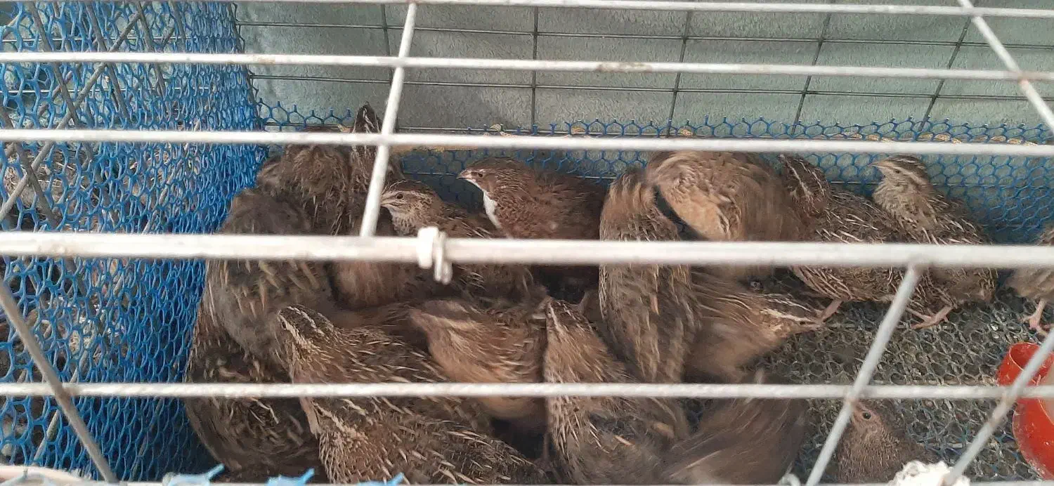 بلدرچین ۴۵ روزه|حیوانات مزرعه|رشت, معلم|دیوار