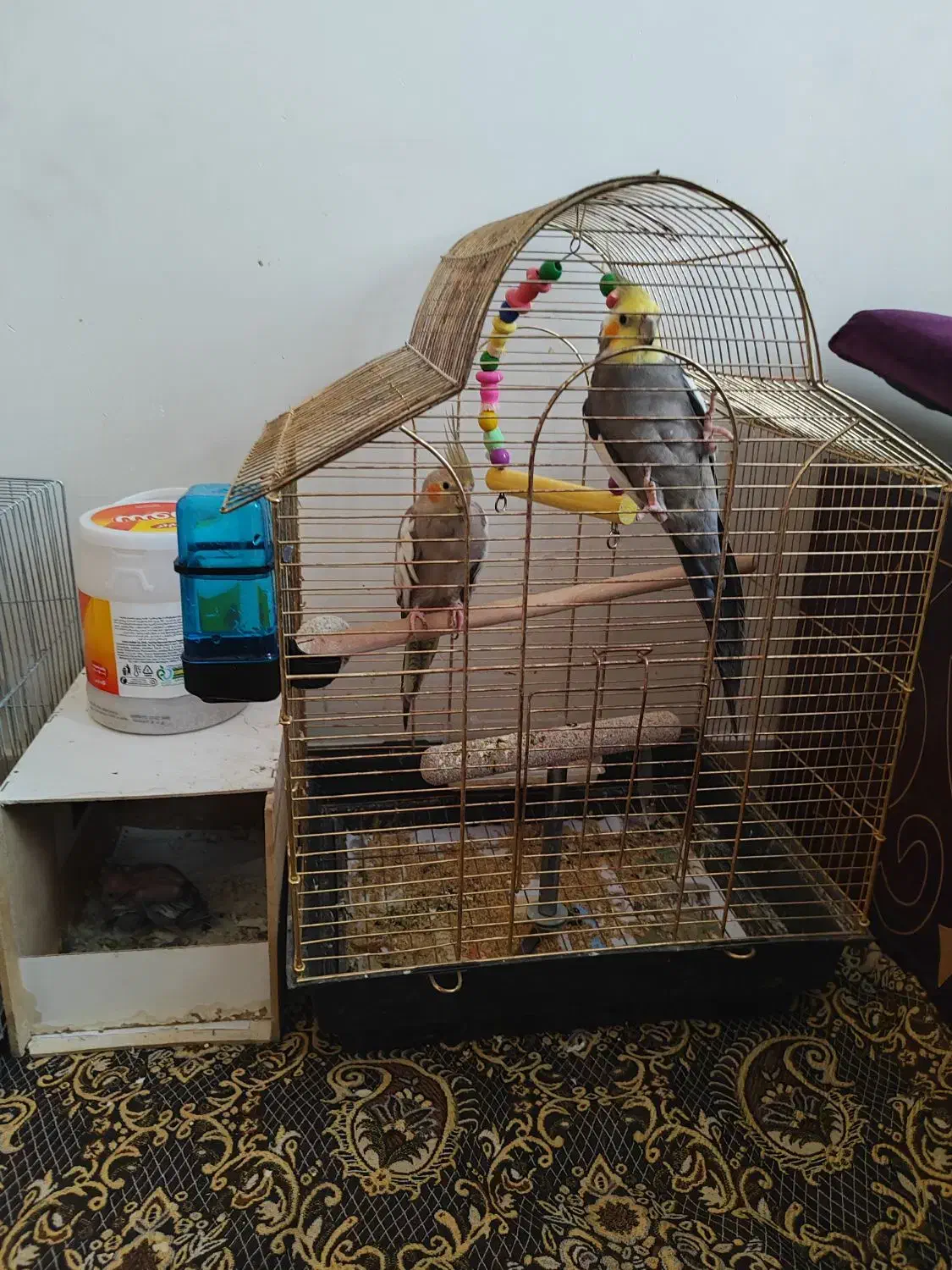 عروس هلندی جفت با جوجه|پرنده|ساوه, |دیوار