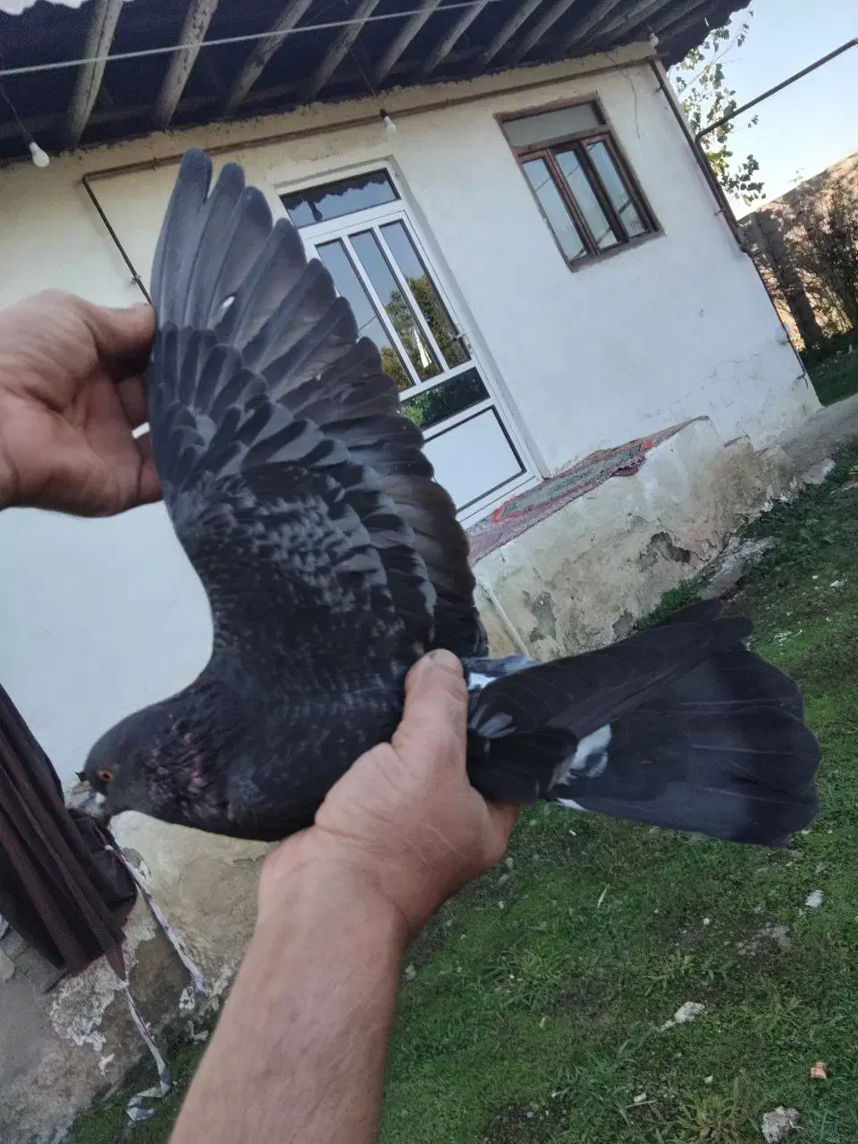 کبوتر|پرنده|احمدسرگوراب, |دیوار