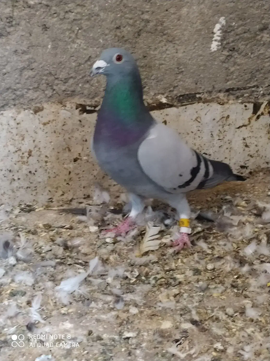 کبوتر  عتیقه جوجه و بزرگ|پرنده|آزادشهر, |دیوار