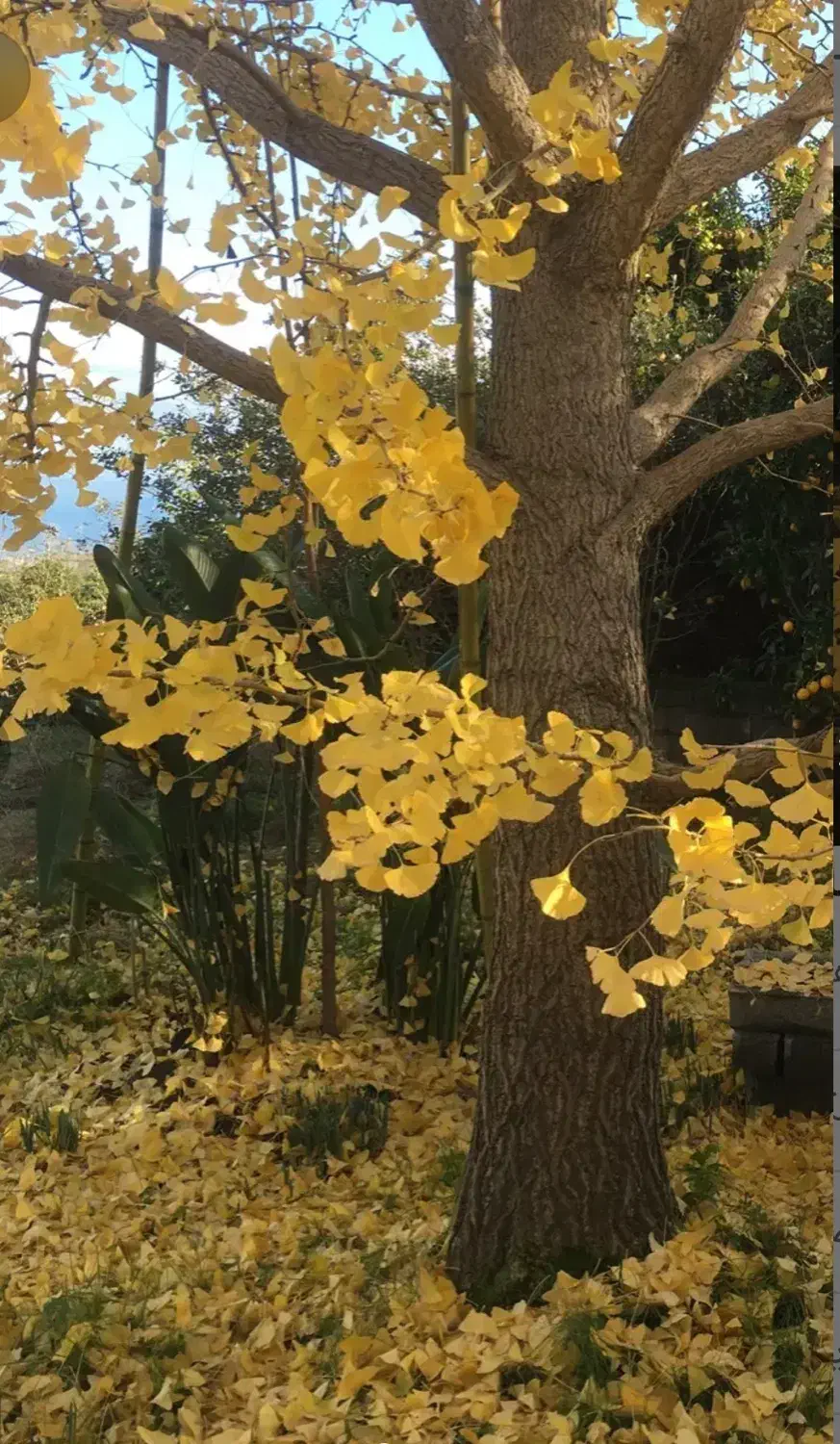 بذر درخت ژینکو|خدمات باغبانی و درختکاری|نوشهر, |دیوار