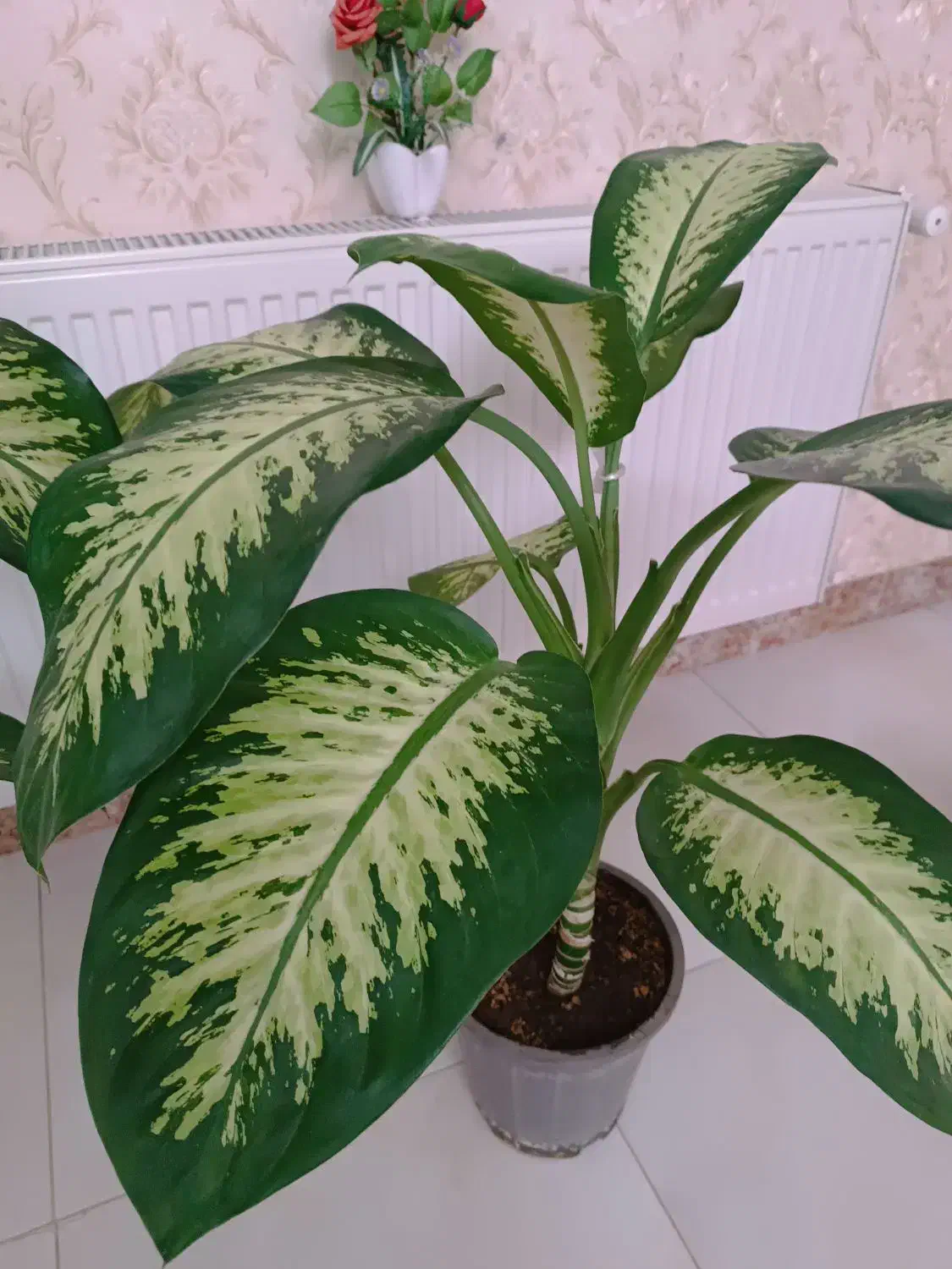 گل دیفن باخیا|گل و گیاه طبیعی|کرمانشاه, |دیوار