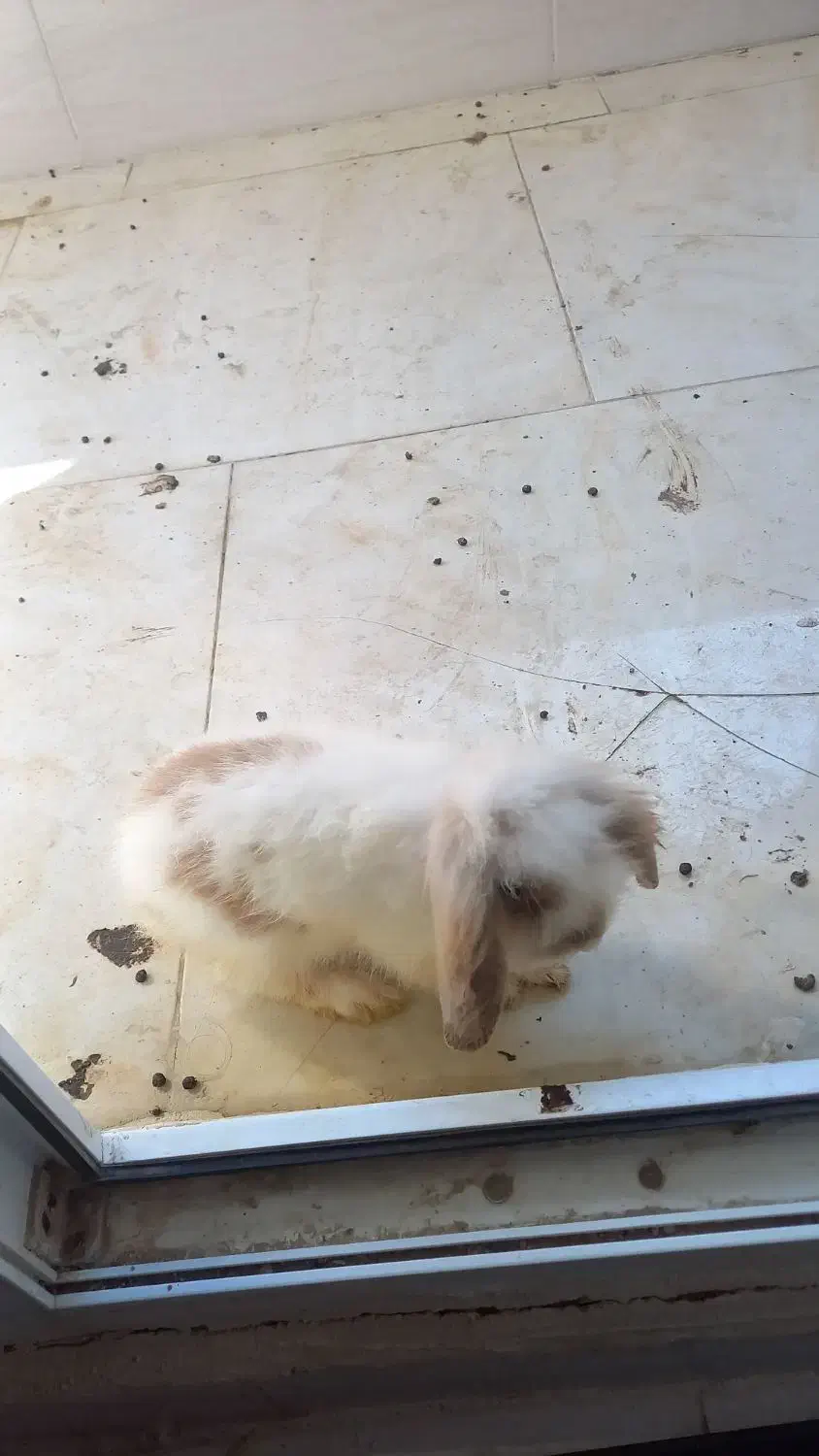 فروش خرگوش لوپو نر خانگی|موش و خرگوش|بندرعباس, |دیوار