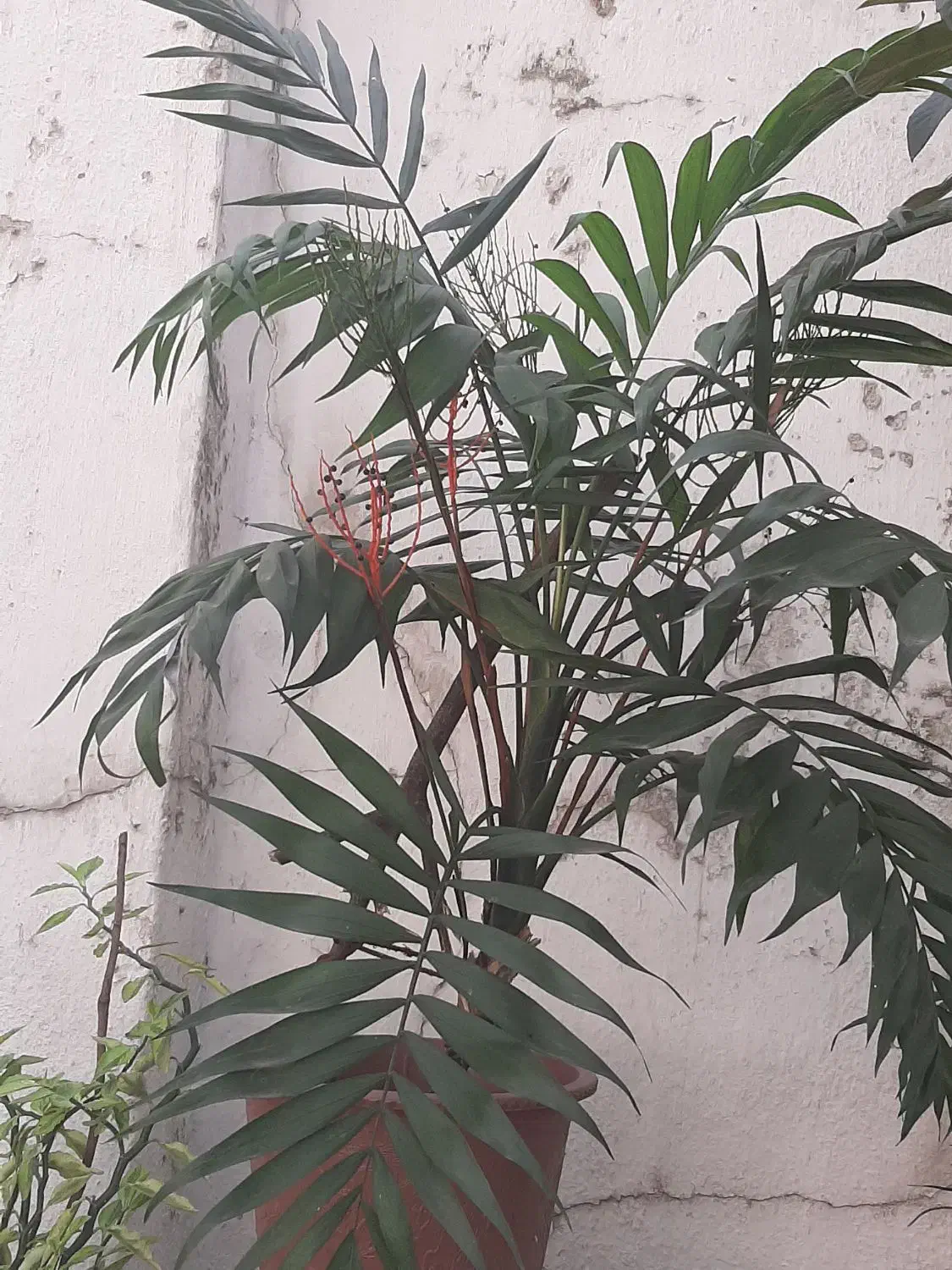 اشانتیون گل|گل و گیاه طبیعی|بابل, |دیوار