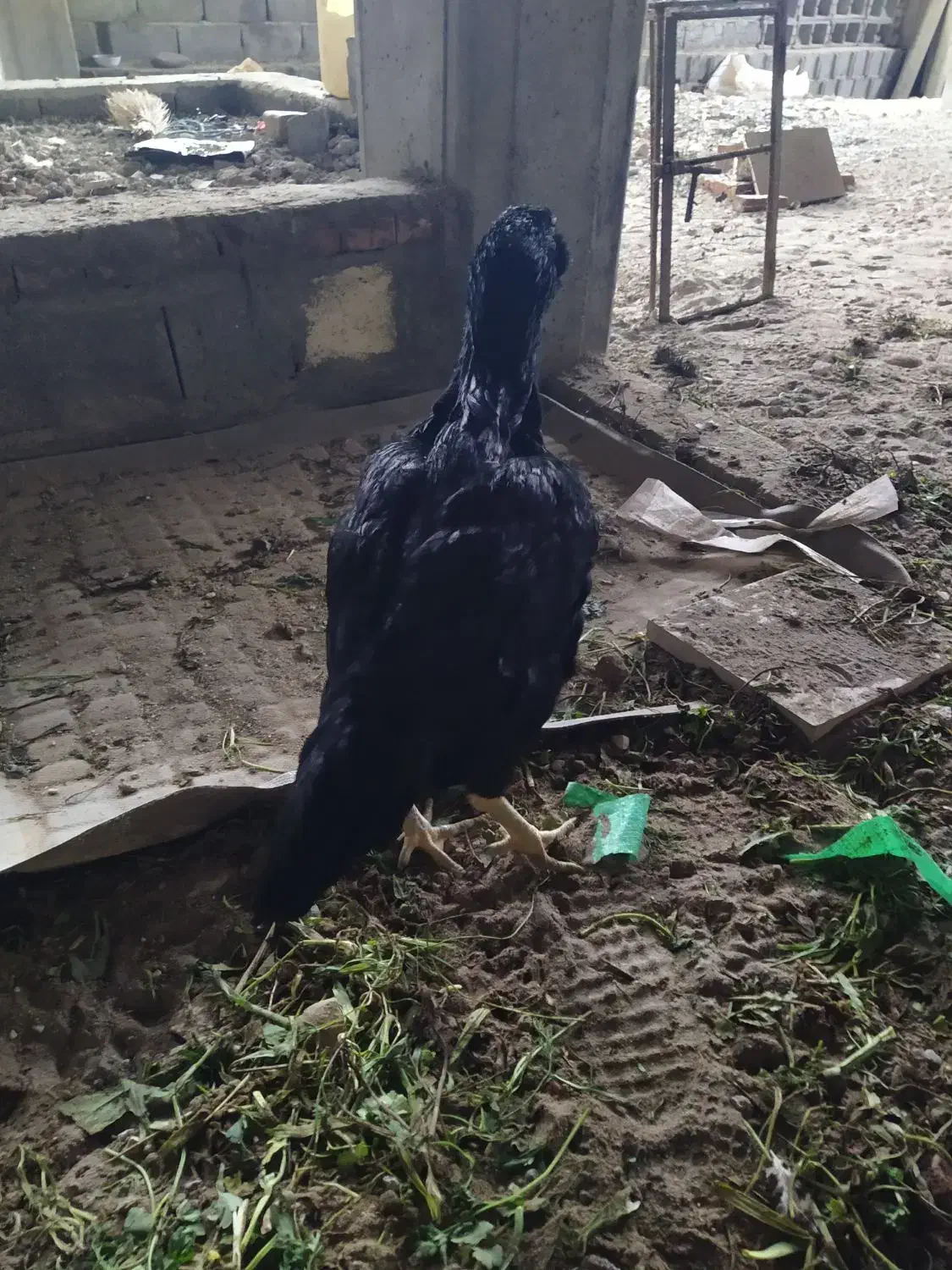 مرغ وجوجه لاری اصیل ونژاددار|حیوانات مزرعه|تبریز, |دیوار