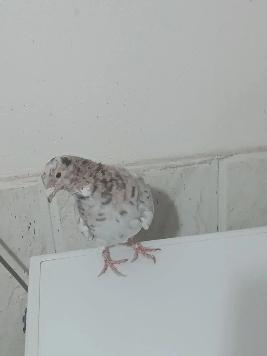 کبوتر کله سرونج پرشی|پرنده|نیشابور, هفده شهریور|دیوار