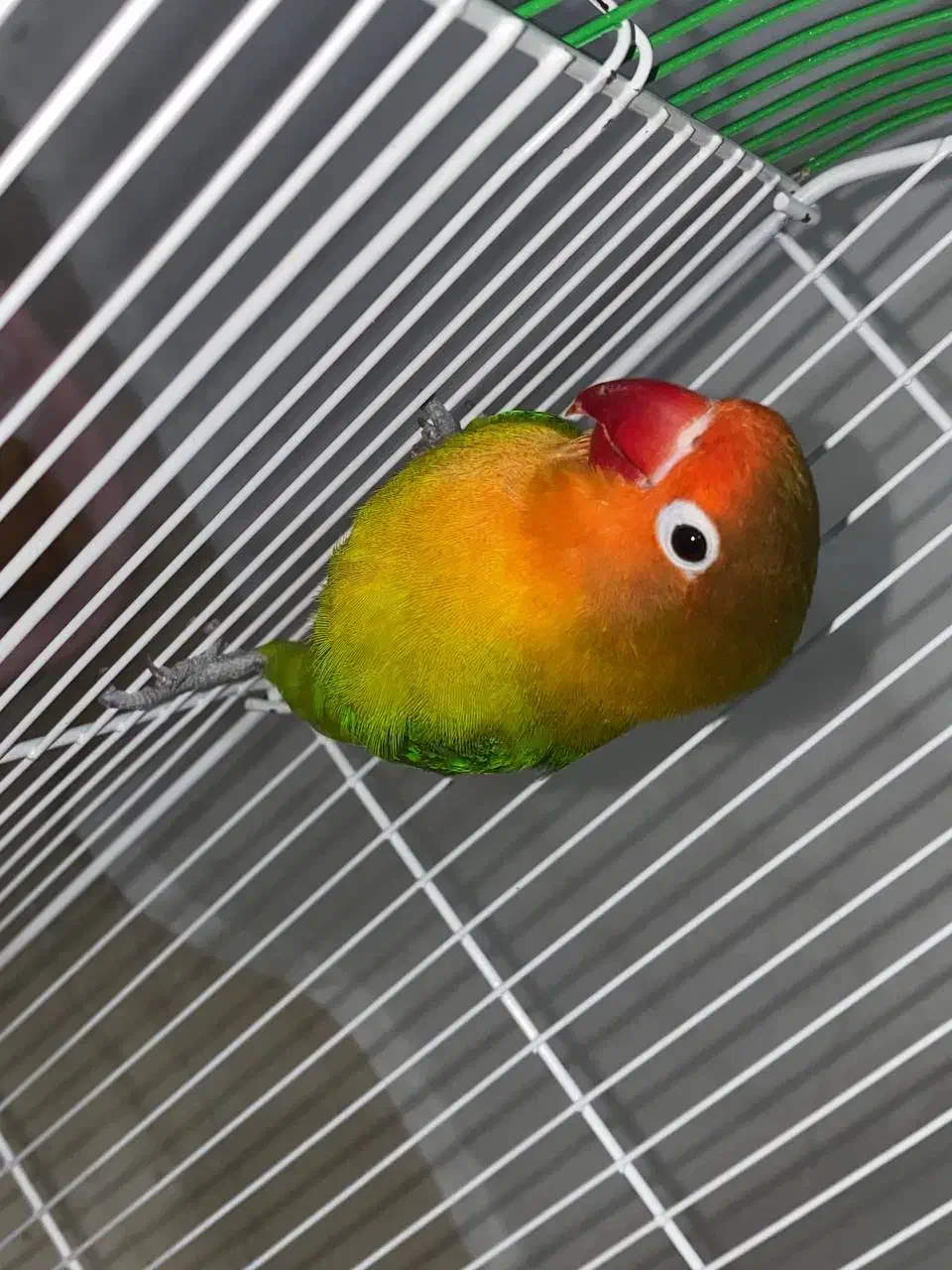 طوطی برزیلی|پرنده|سرپل ذهاب, |دیوار