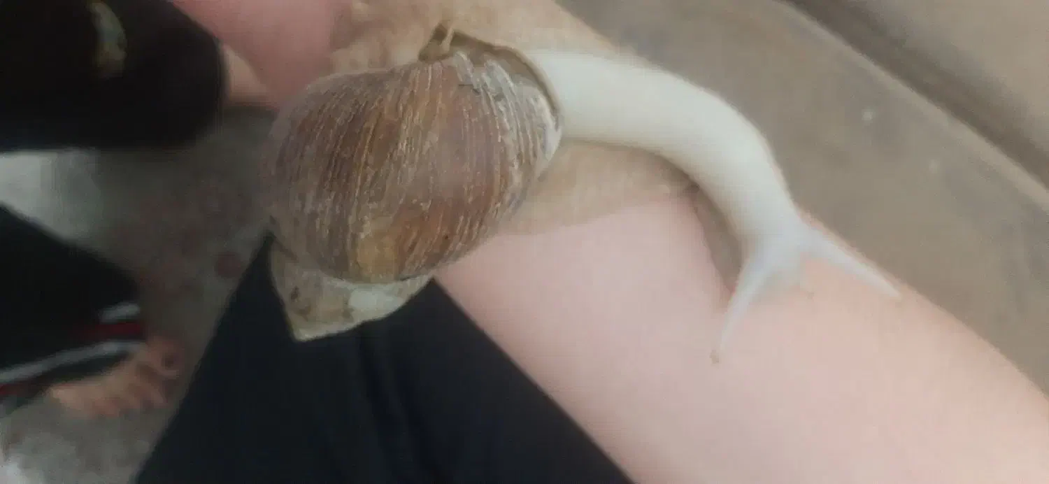 حلزون|خزنده|تهران, جی|دیوار