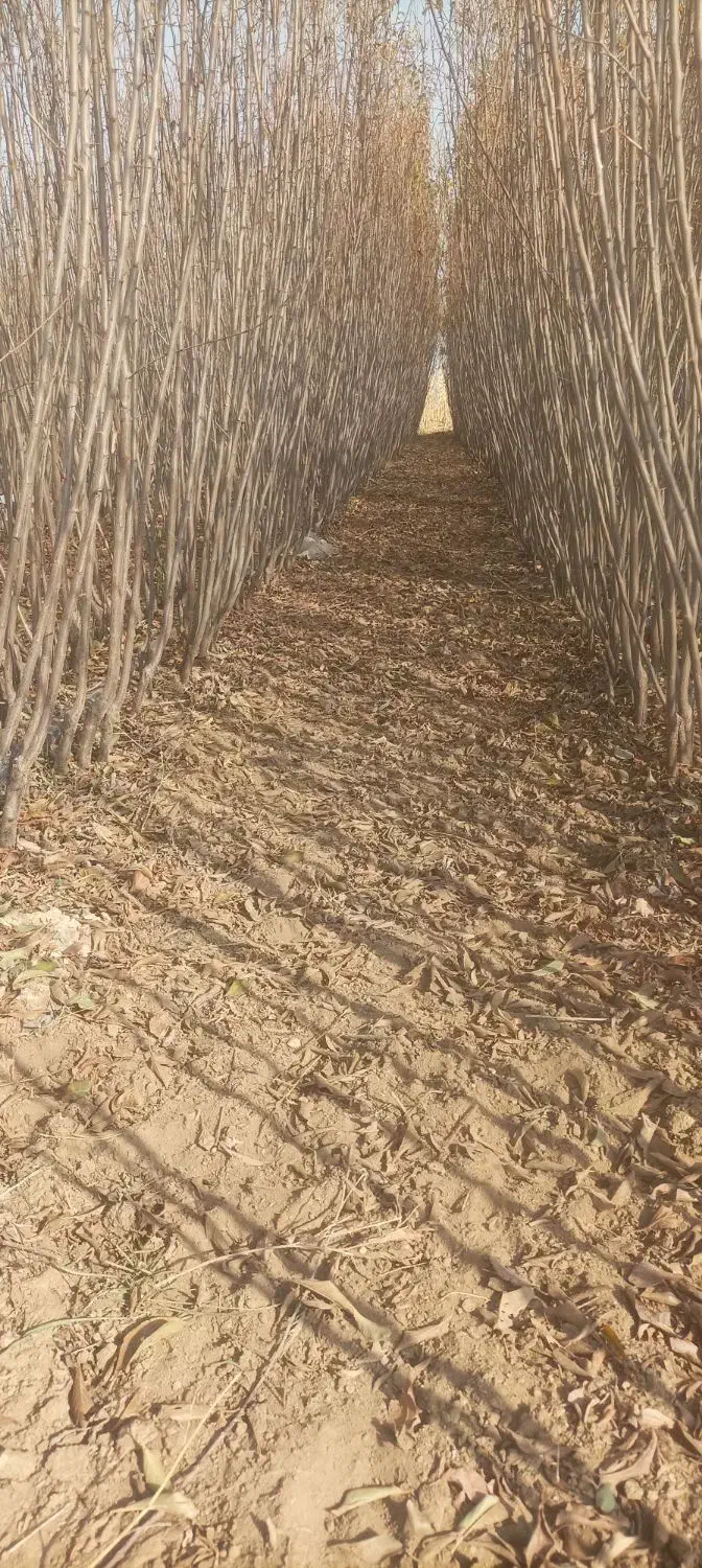 نهال دوساله|خدمات باغبانی و درختکاری|مراغه, |دیوار