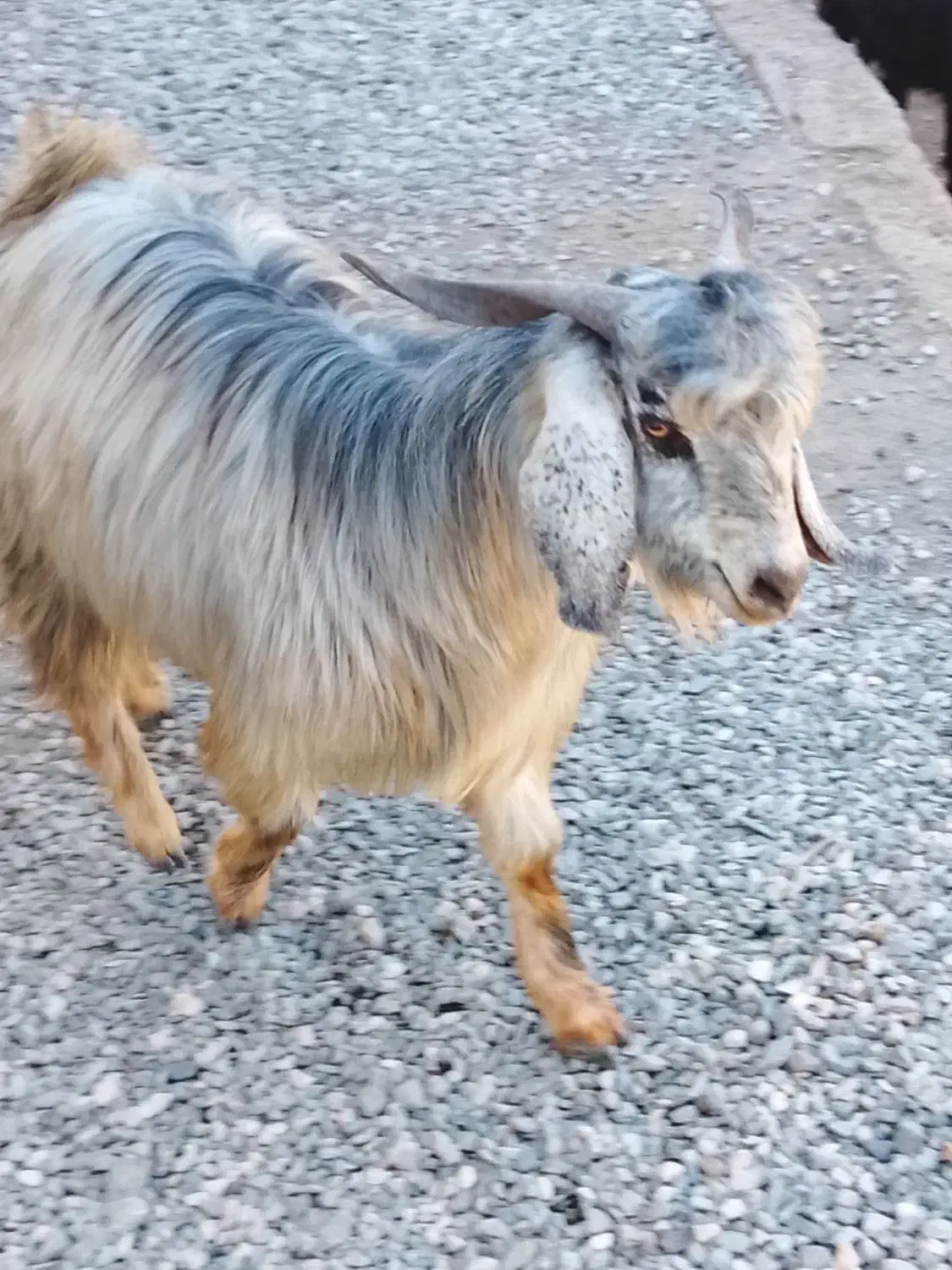 گوسفند نر|حیوانات مزرعه|فاریاب, |دیوار