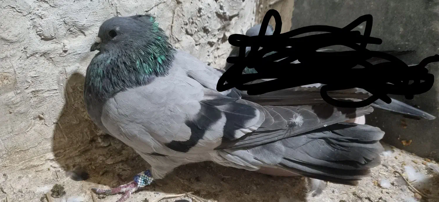 نروماده فیروزه ای|پرنده|خمینی‌شهر, |دیوار