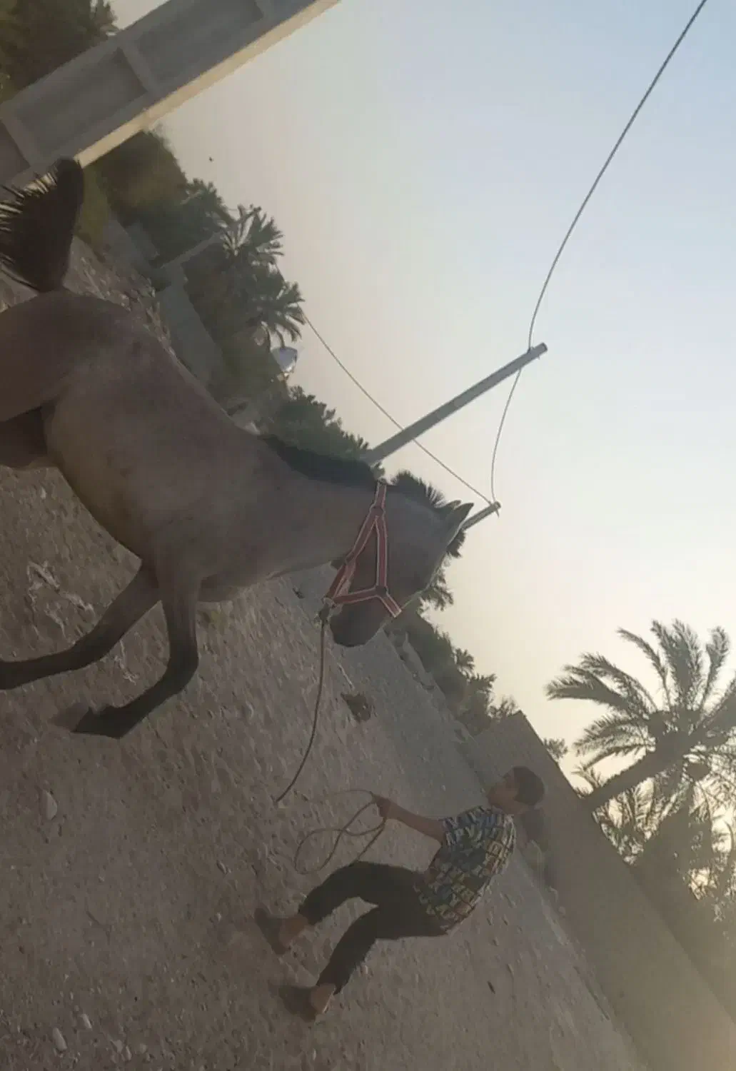 کره مادیان 1ساله دم گیر پرخون|اسب و تجهیزات اسبسواری|بهبهان, |دیوار