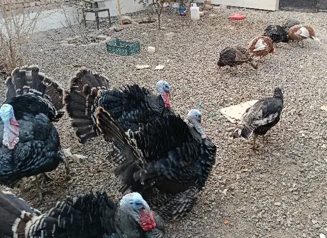 بوقلمون نر و ماده|حیوانات مزرعه|ساوه, |دیوار