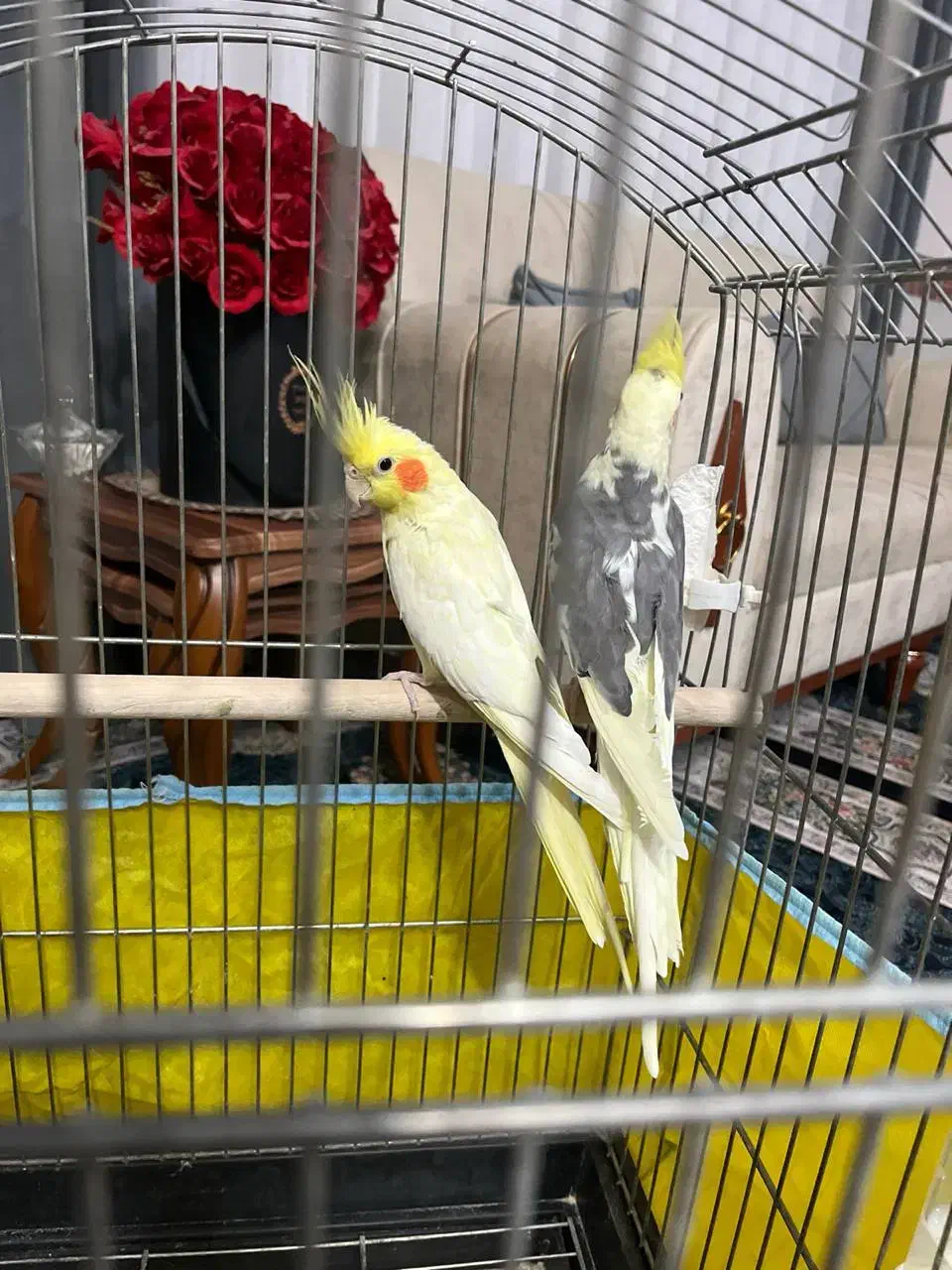 عروس هلندی|پرنده|زنجان, |دیوار