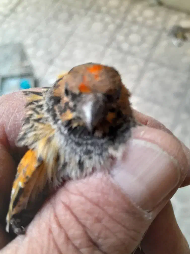 پیشونی سرخ|پرنده|ری, صفاییه (چشمه علی)|دیوار