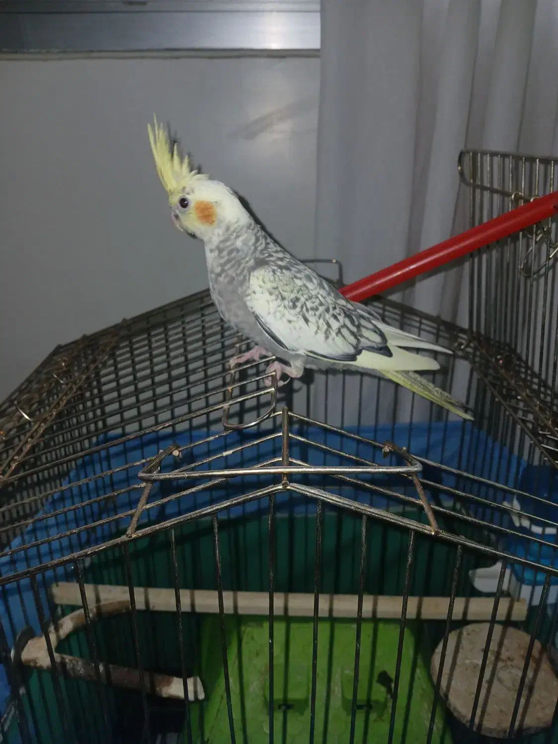 عروس هلندی|پرنده|تهران, آهنگ|دیوار