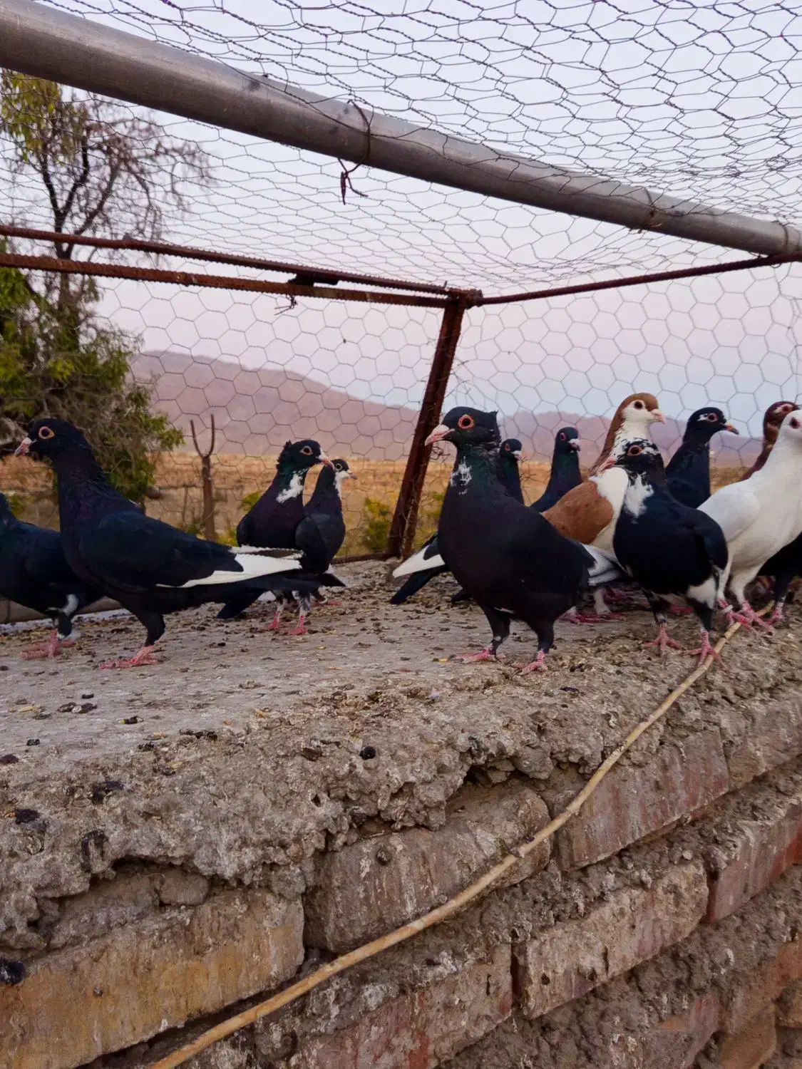 پلنگ نر سوارخ|پرنده|زرند, |دیوار