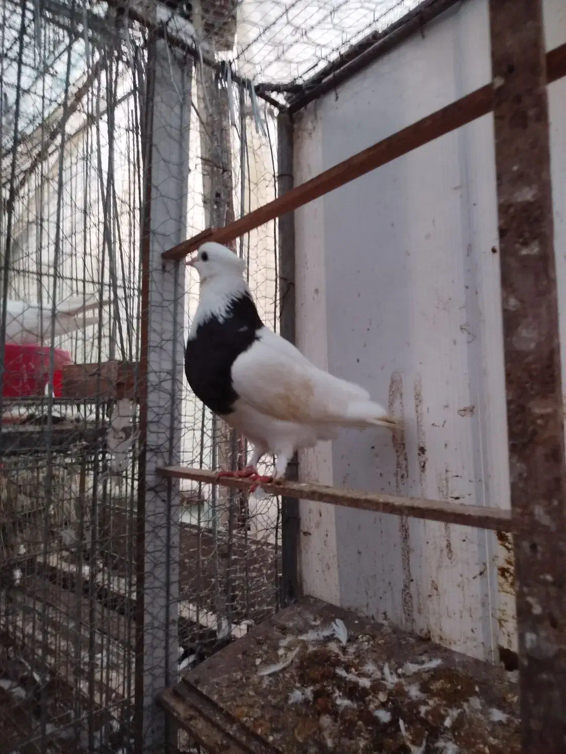 طوقی مشکی نر|پرنده|خرم‌آباد (تنکابن), |دیوار