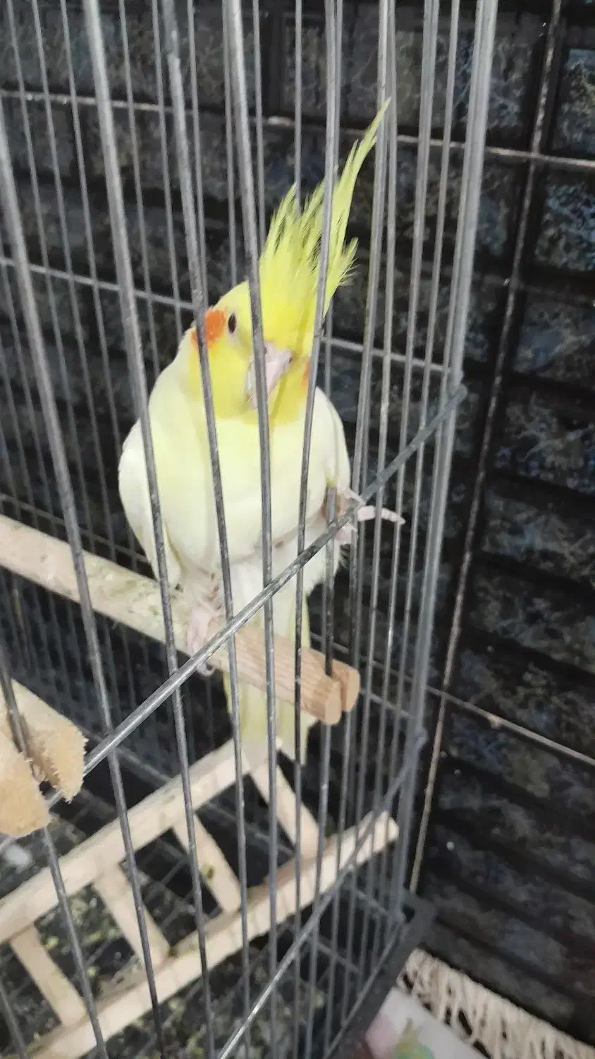 عروس هلندی نر و ماده|پرنده|بروجرد, |دیوار