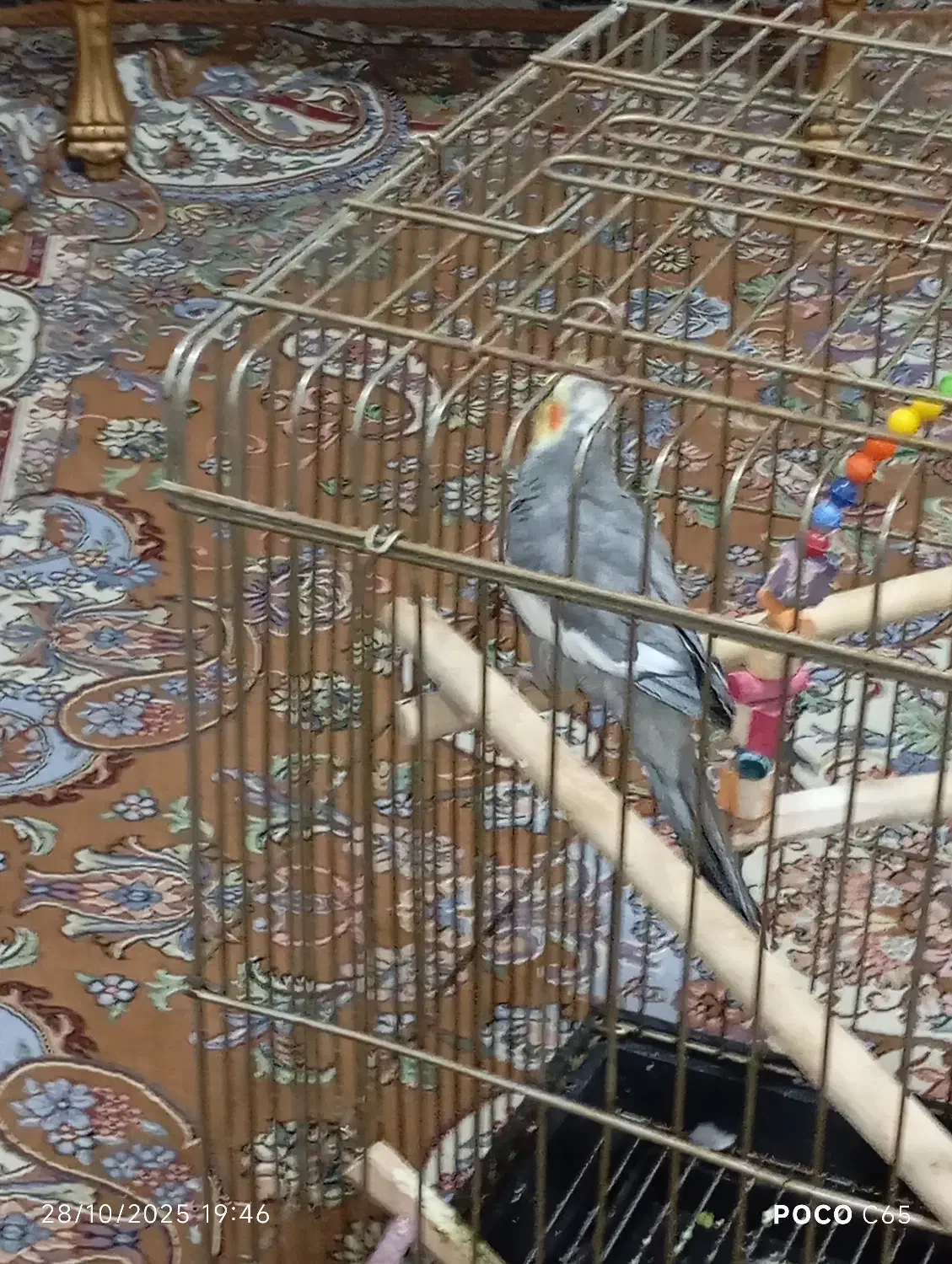 دو عدد عروس هلندی|پرنده|قرچک, باقرآباد|دیوار