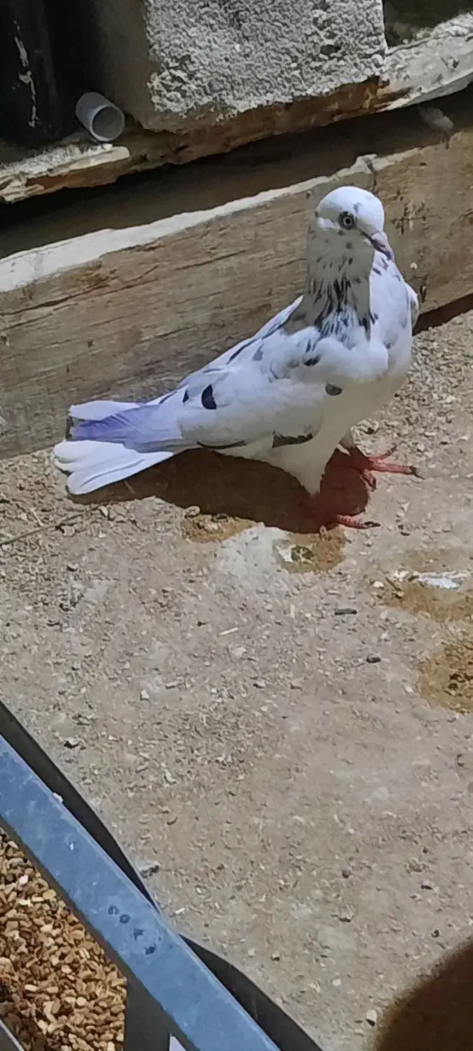 کبوتر گم شده|حیوانات|قشم, |دیوار