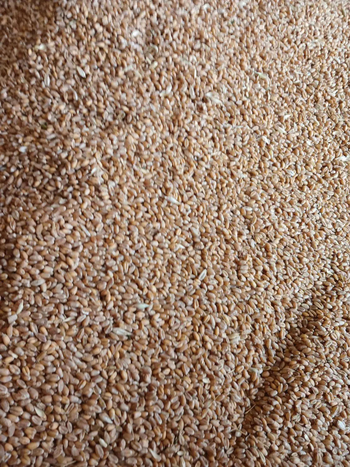 گندم قرمز اکلید درشت|خوردنی و آشامیدنی|ویلکیج, |دیوار