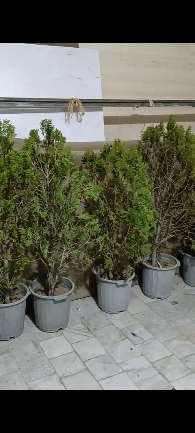 کاج ۵ ساله|گل و گیاه طبیعی|هشتگرد, هشتگرد قدیم|دیوار