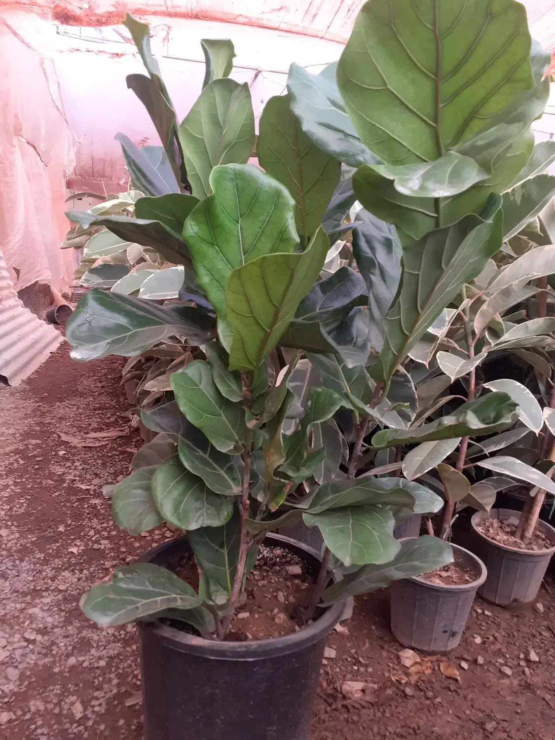 یوکا تنه دار قیمت مناسب|گل و گیاه طبیعی|قم, آزادگان|دیوار