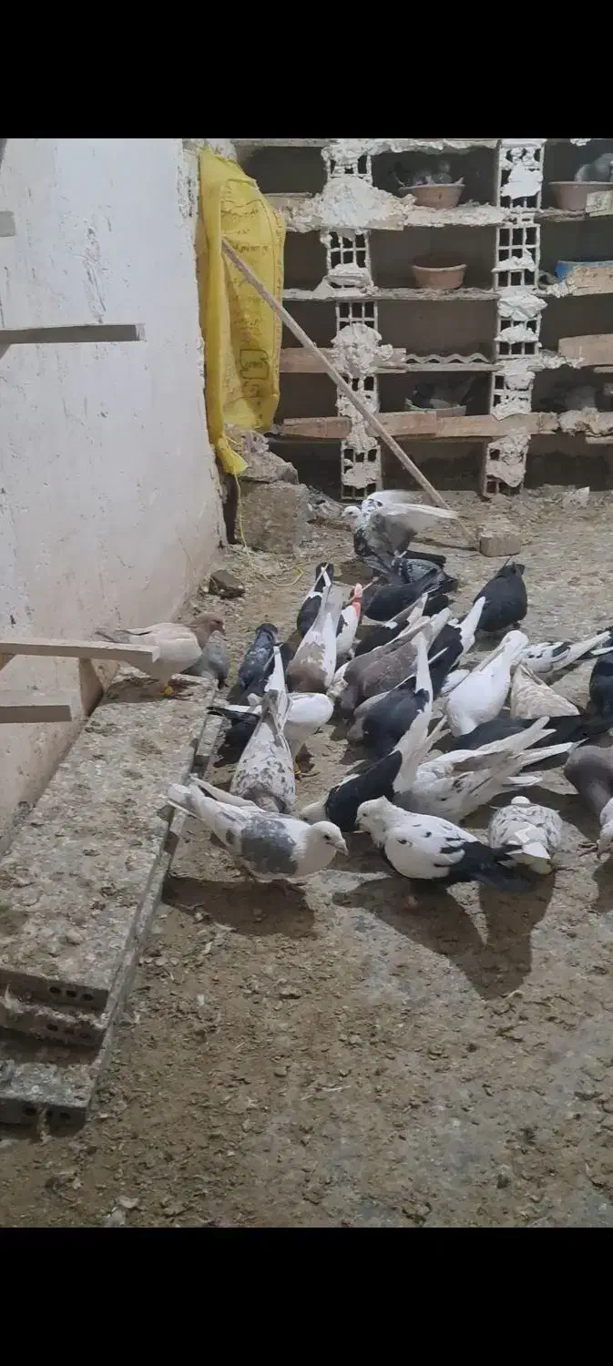 کبوتر پرنده هفت رنگ|پرنده|خرمدشت, |دیوار