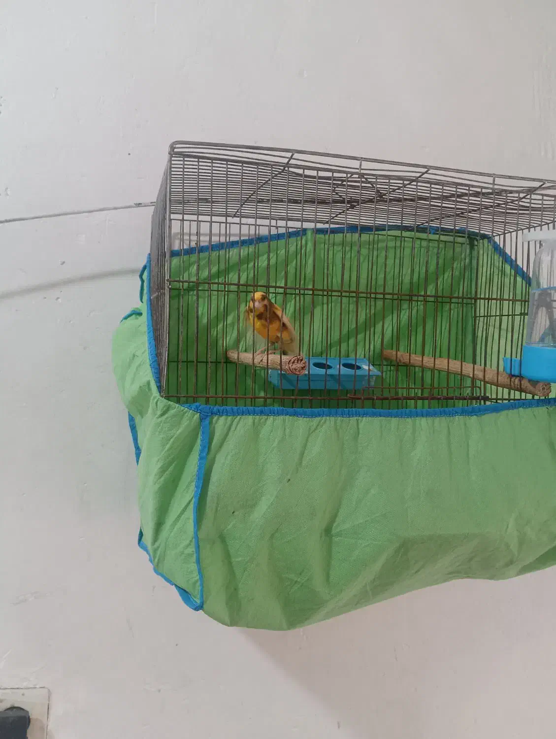 قناری نر ابلق پرتقالی|پرنده|آمل, |دیوار