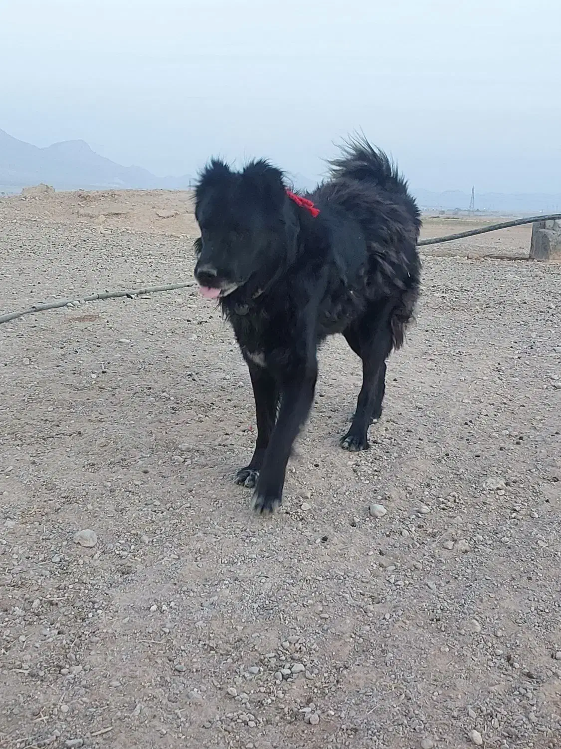 سگ گله|سگ|مبارکه, |دیوار