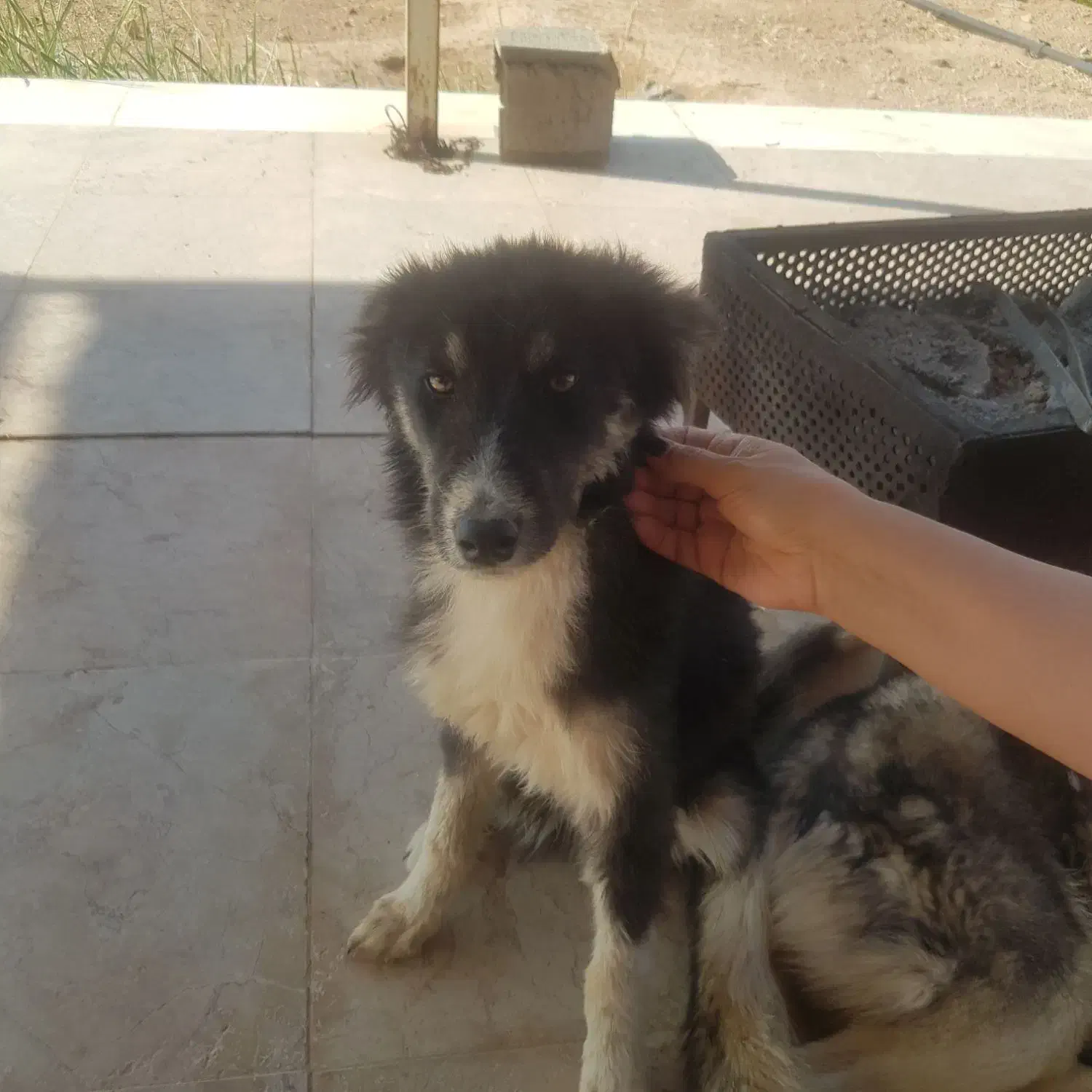 سگ زیبا|سگ|مبارکه, |دیوار