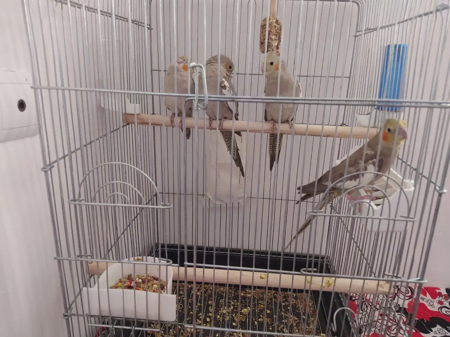 سلام..فروش جوجه عروس|پرنده|میانه, |دیوار