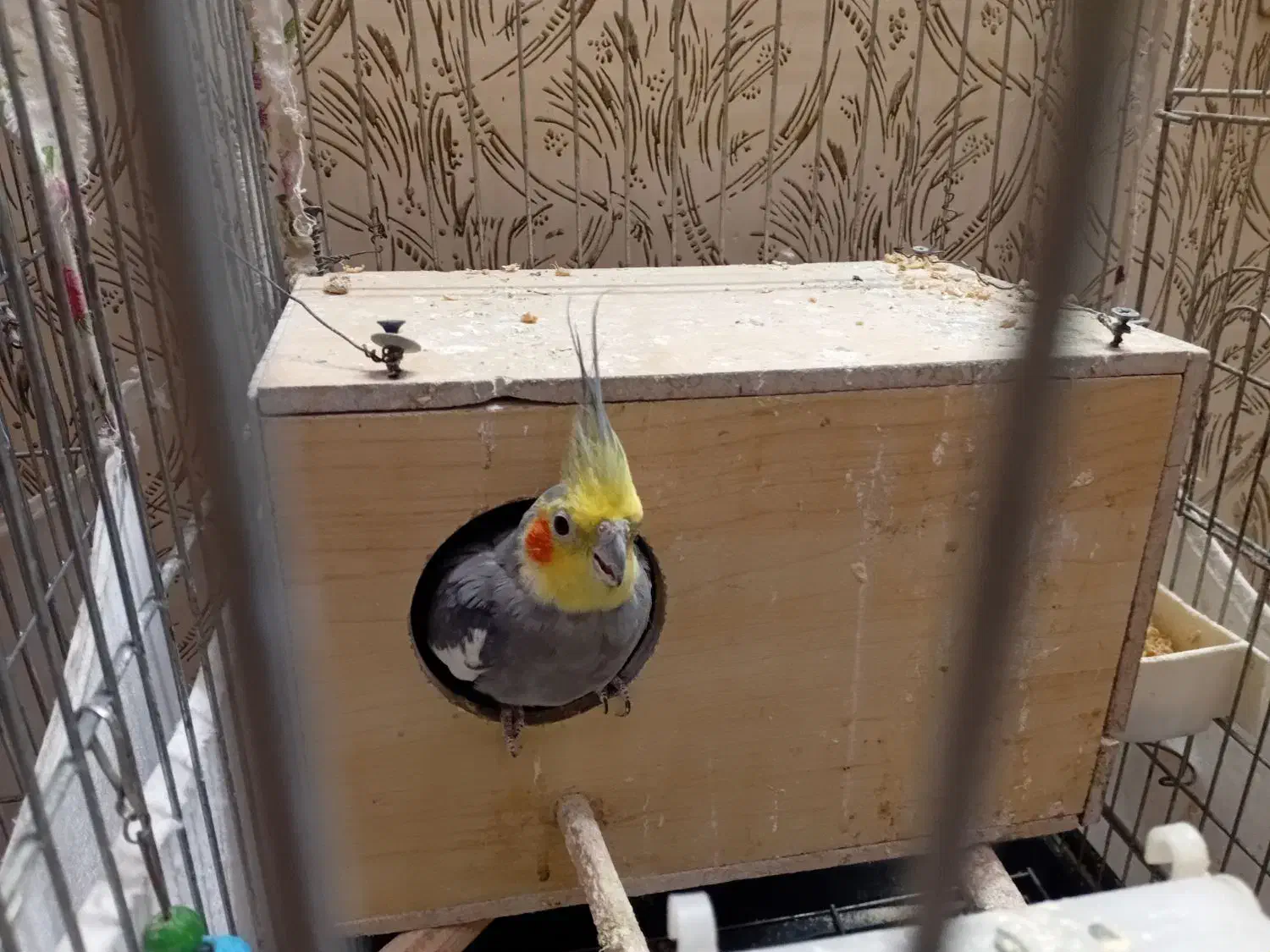 یک جفت عروس هلندی|پرنده|سمنان, |دیوار