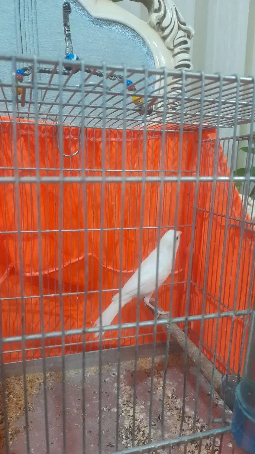 قناری نر|پرنده|ری, علایین|دیوار