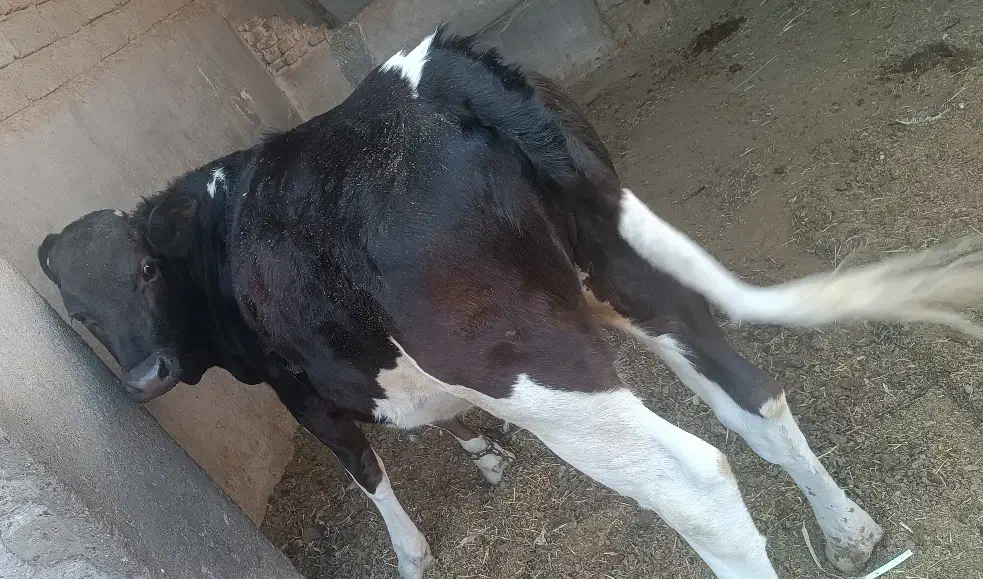 گوساله هلشتاین ماده|حیوانات مزرعه|زهک, |دیوار