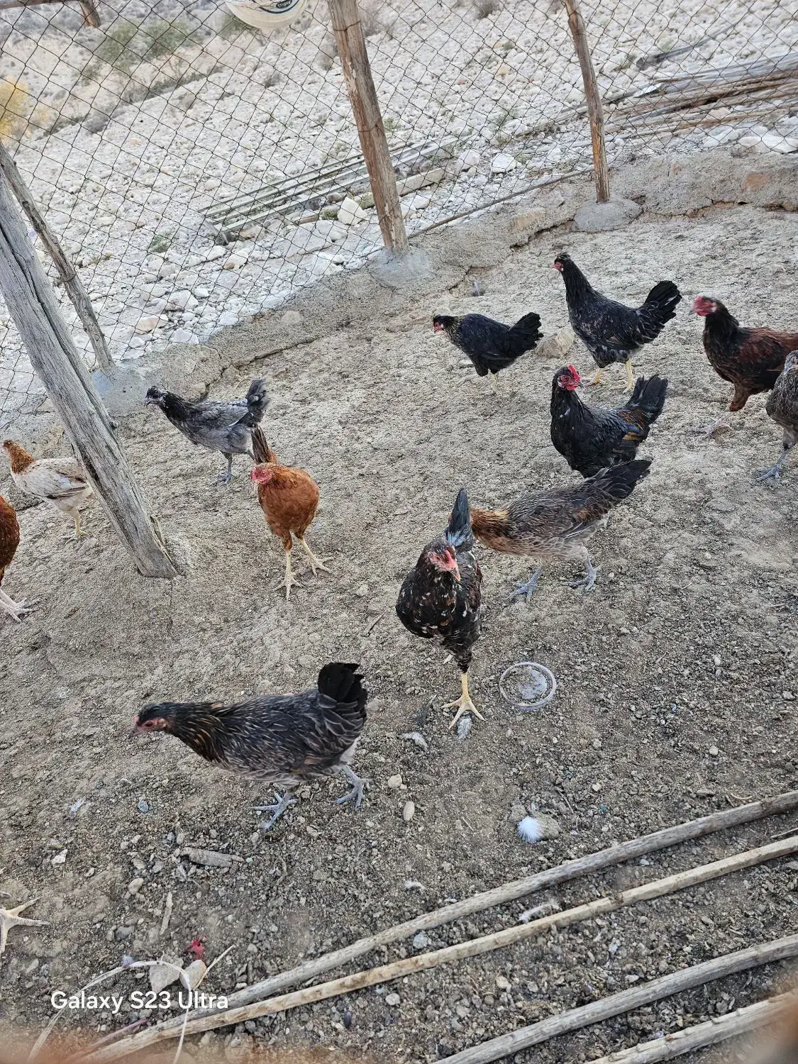 جوجه نر و ماده محلی اصل|حیوانات مزرعه|جم, |دیوار