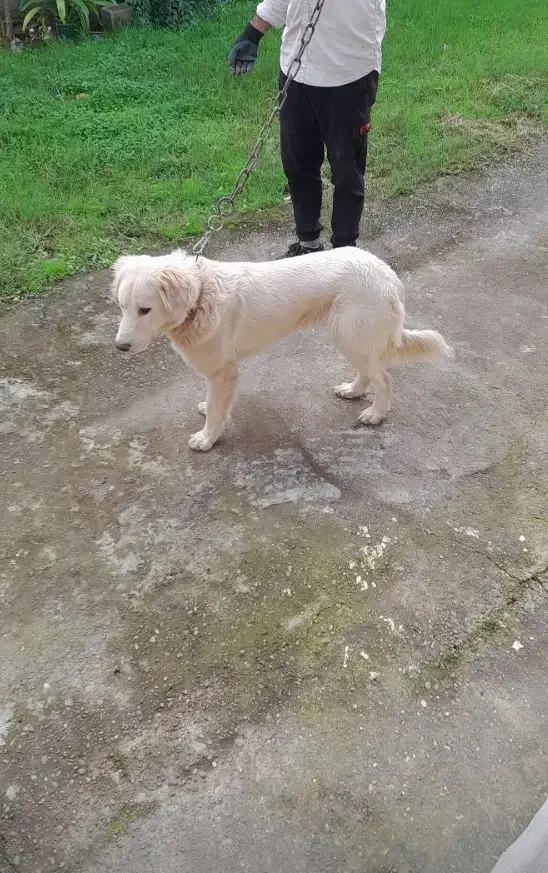 سگ سفید|سگ|خمام, |دیوار