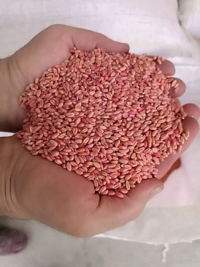 گندم بذر پیشگام بوجاری شده+سم آبیه یک تن|خدمات باغبانی و درختکاری|موچش, |دیوار