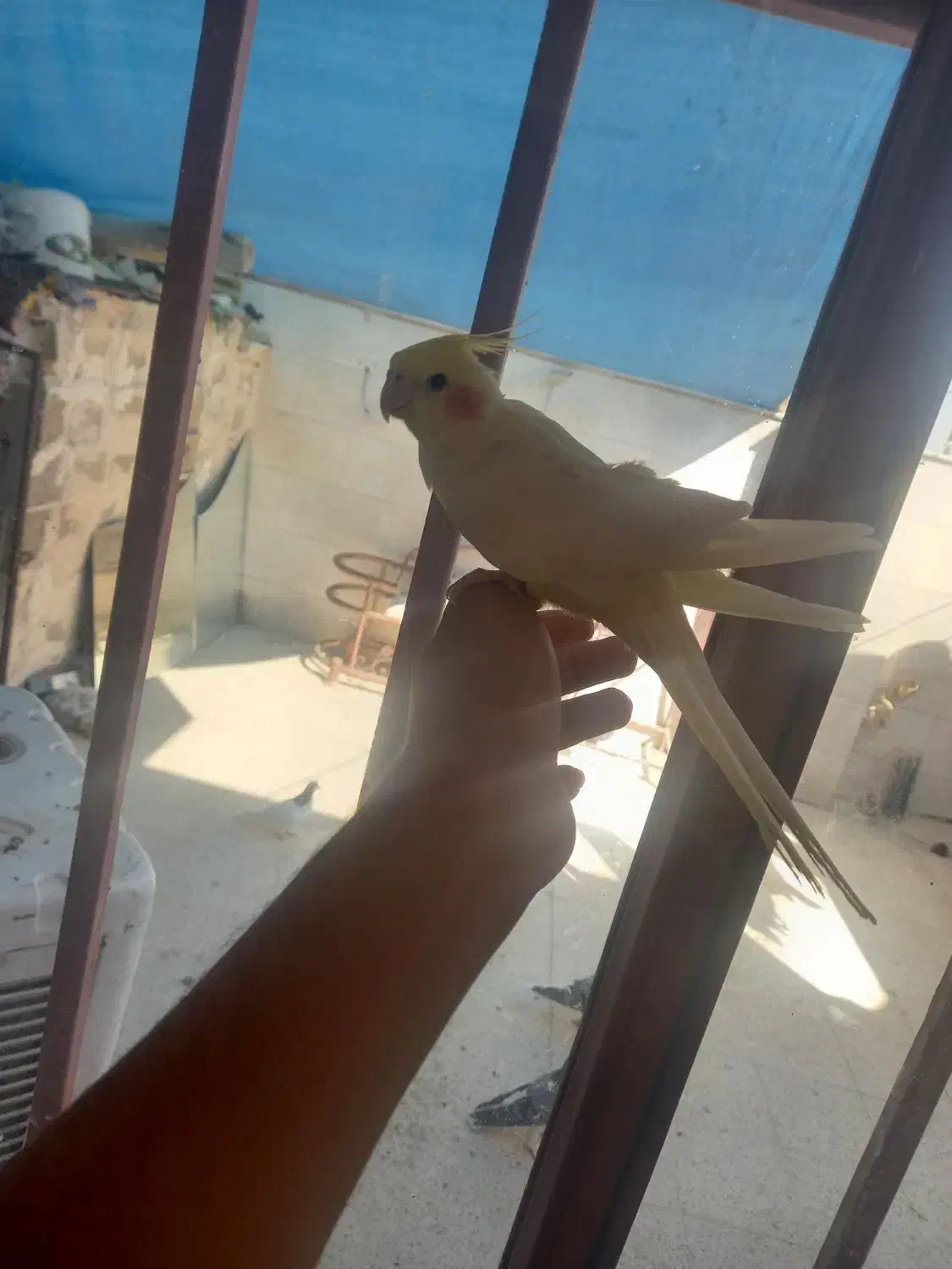 عروس هلندی دستی|پرنده|خمینیشهر, |دیوار