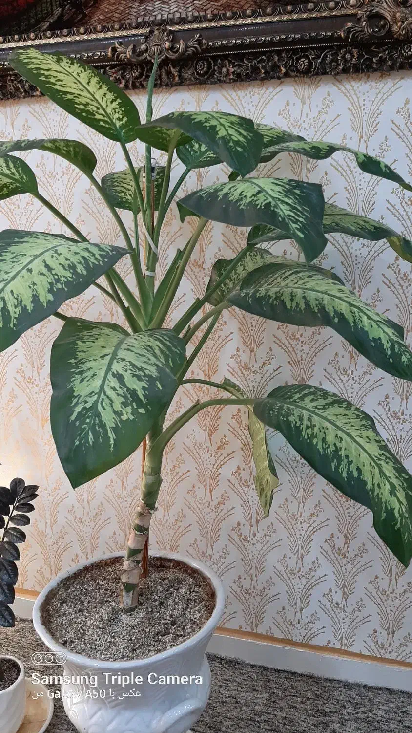 گل دیفن|گل و گیاه طبیعی|مسجد سلیمان, |دیوار