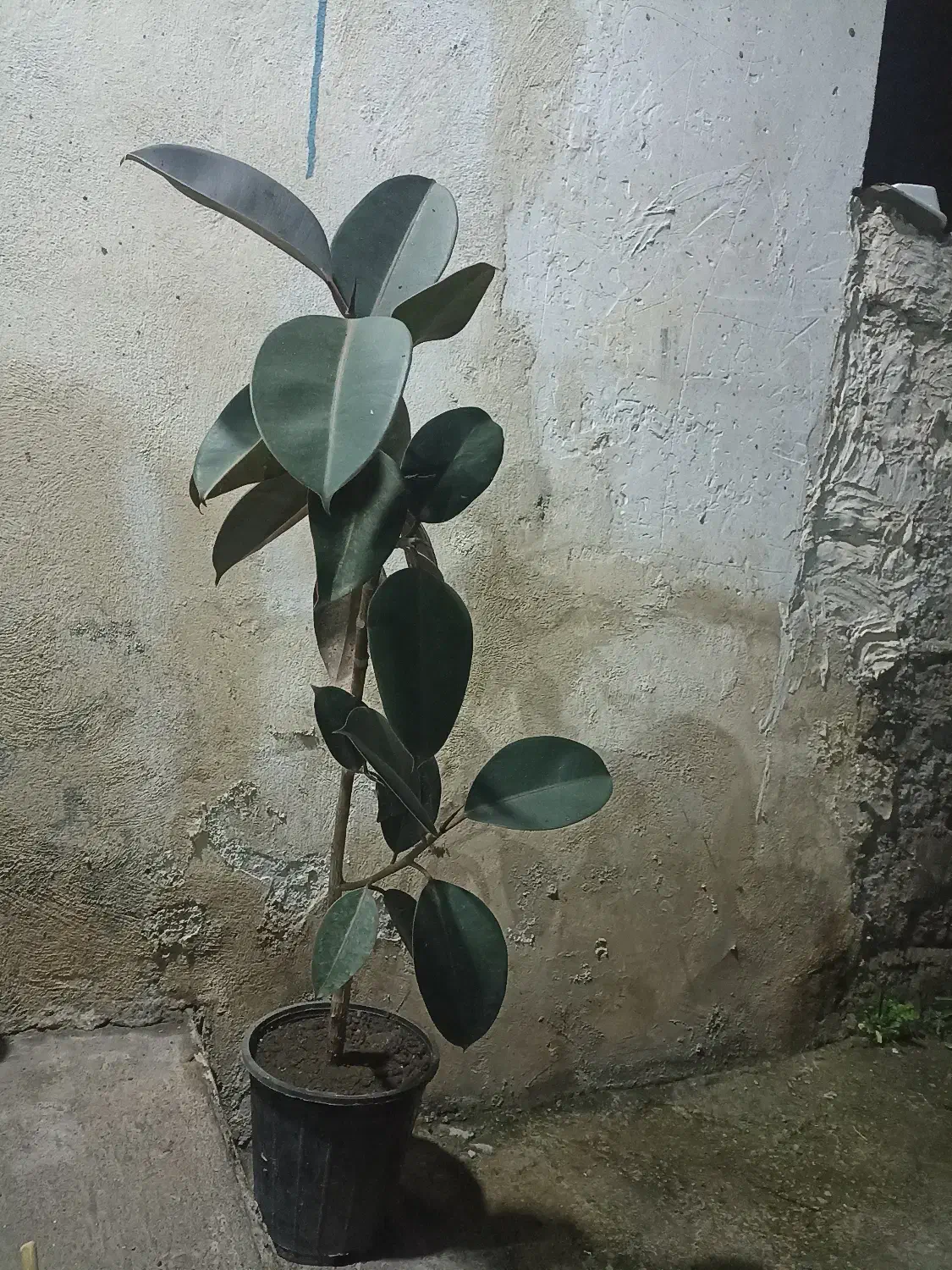 گل فیکوس|گل و گیاه طبیعی|خمام, |دیوار