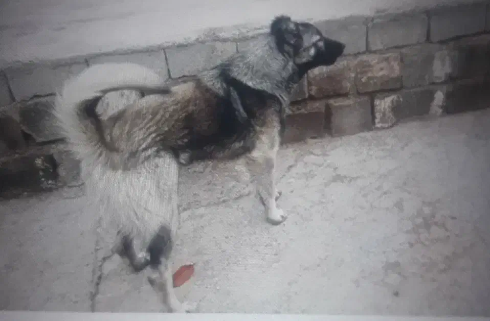 سگ نگهبان|سگ|ارومیه, |دیوار