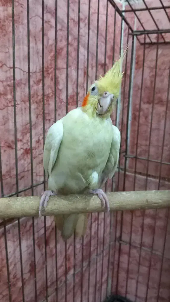 یک جفت عروس هلندی با چهار عدد جوجه|پرنده|کارون, |دیوار