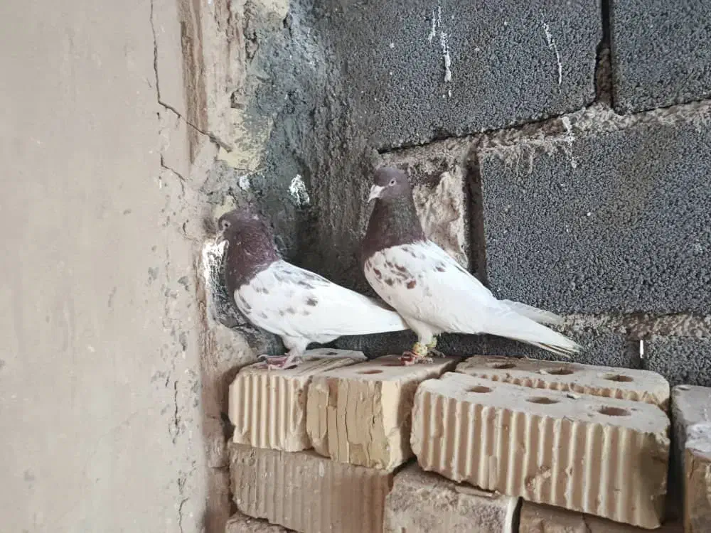 کله سرخ نرو ماده|پرنده|مرودشت, زنگی آباد|دیوار